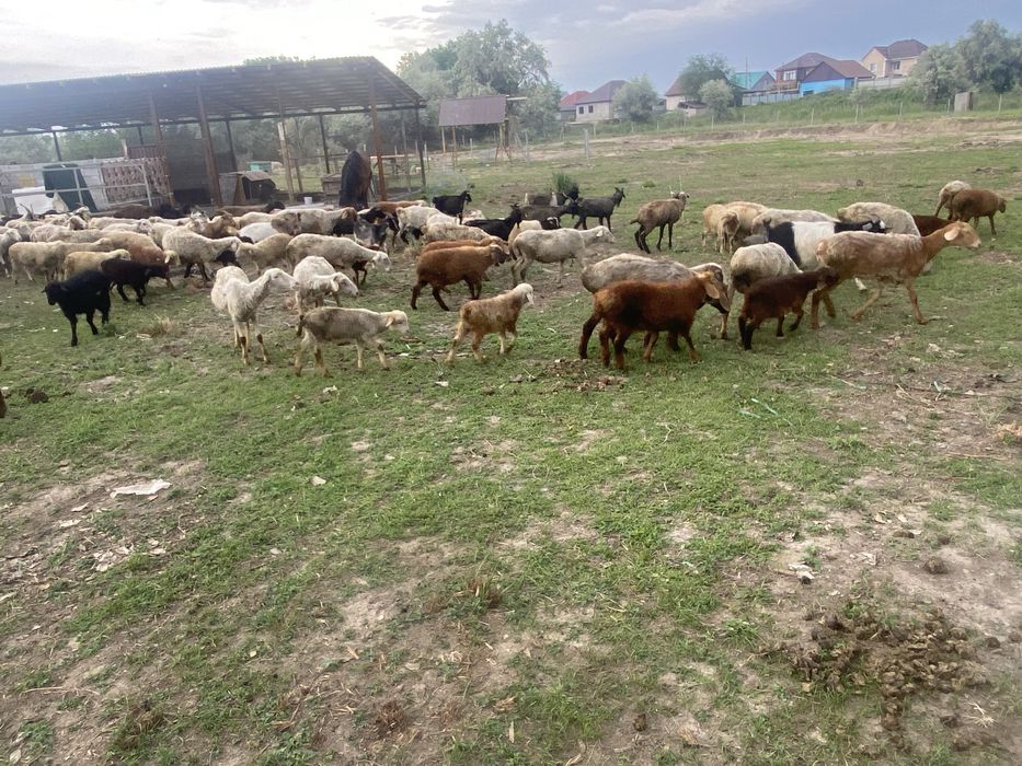 Кой, ешкы, кепе козы,