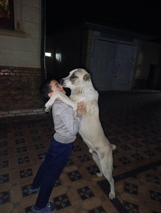 Собака Алабай Туркмения