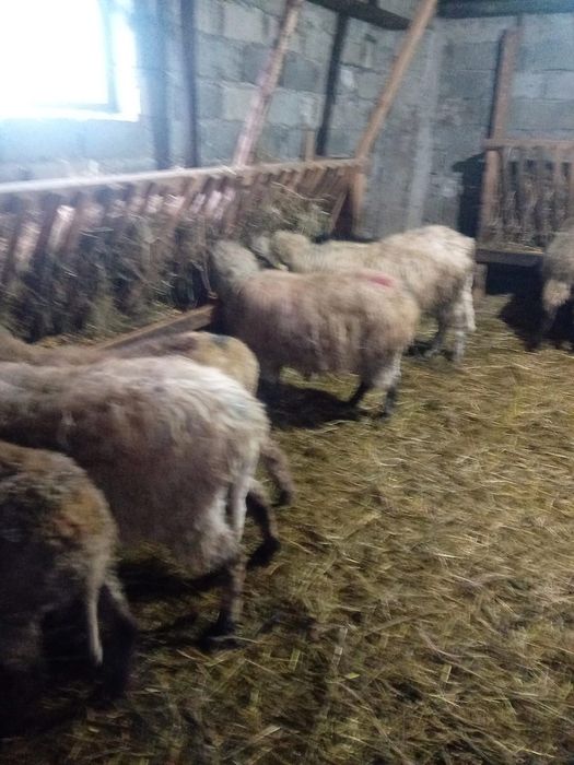 Vand oi cu miel lângă ele