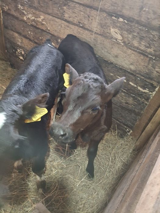 Телята месячные бычок и телочка