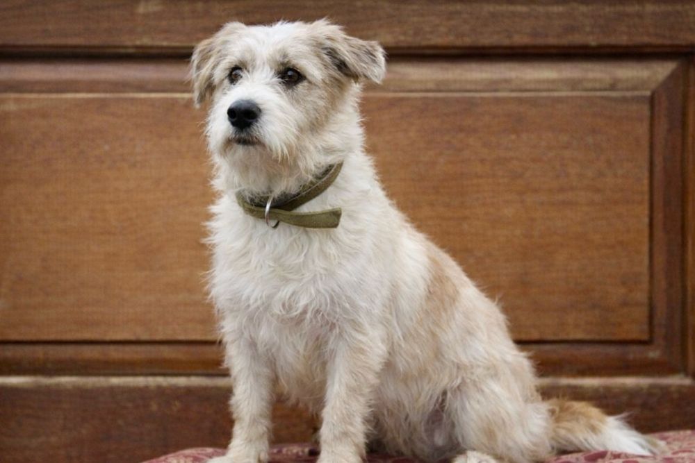 Собака Майя — для семьи с детьми