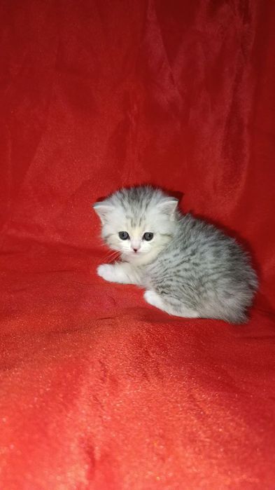 Продаются котята