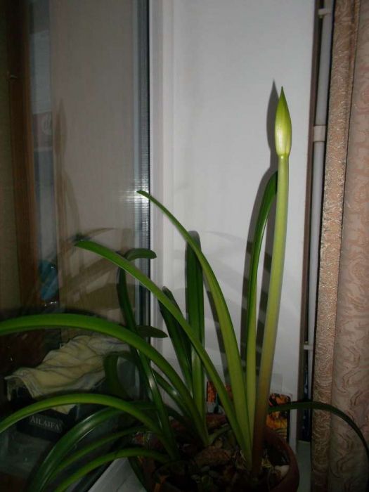 Цветок гипераструм