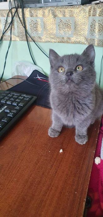 Mushuk sotiladi Sog‘lom yoqimtoy mushik bolasi mishiq