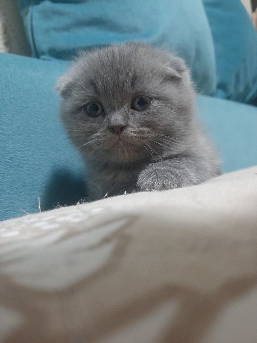 3 ойли ўғил Скоттиш Фолд.  Ўғил