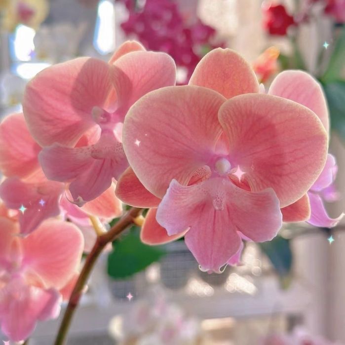 Редкие сорта Орхидеи