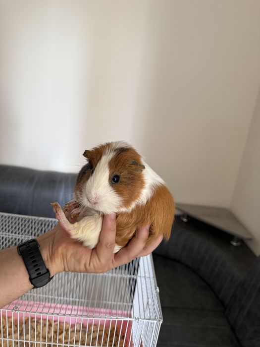 Morskix svinok, guinea pig, морских свинок