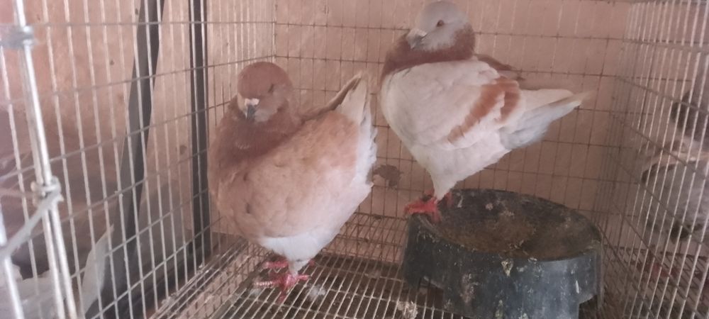 De vanzare kingi