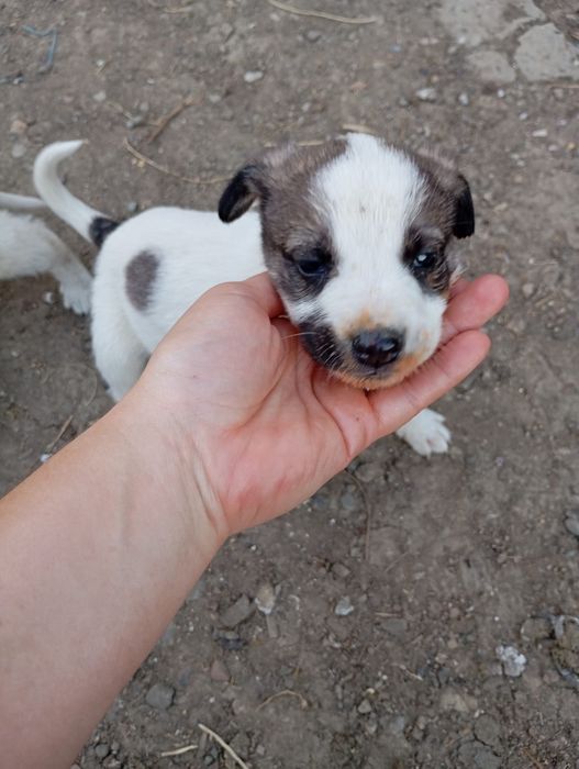Cățeluși pentru adopție