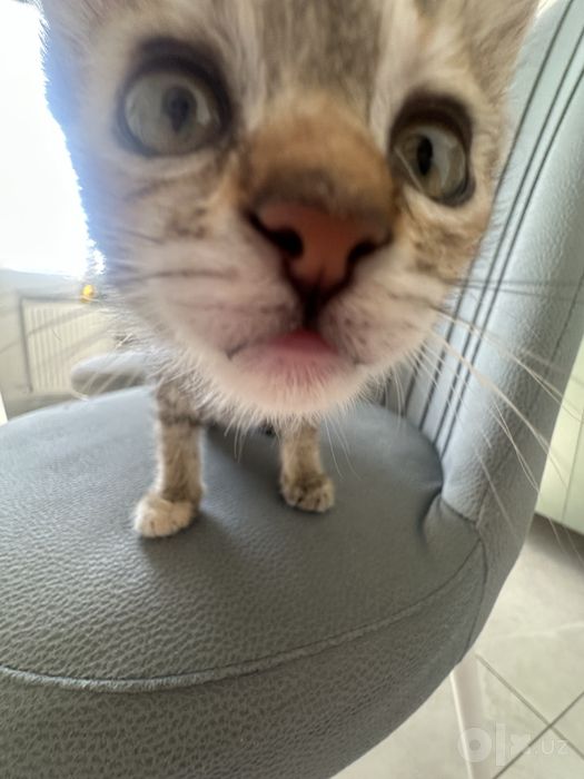 Котенок ищет дом