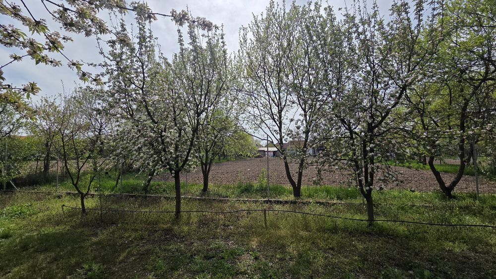 Vand loc de casa sau livada intravilan