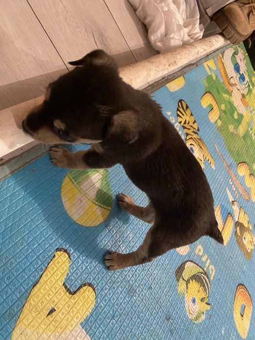 Терьер ! Срочно! Маленький очень! Той- терьер!