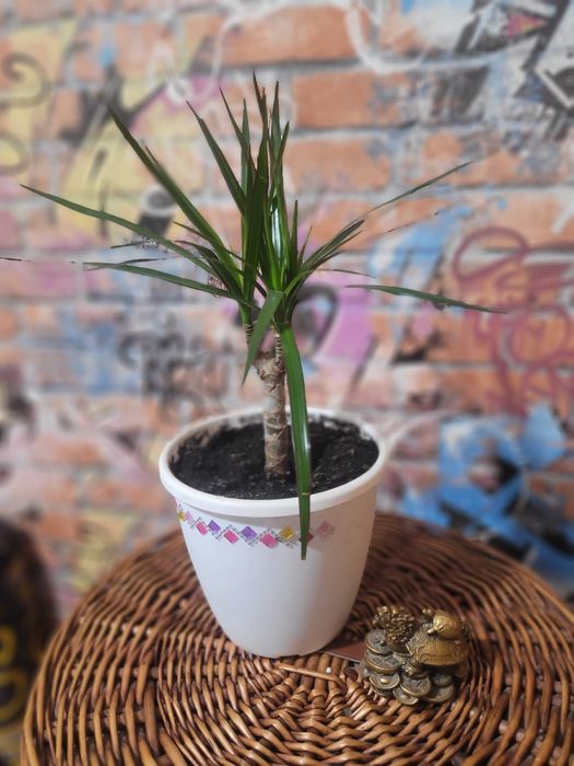 Распродажа цветов домашние