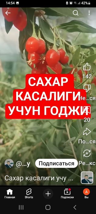 Годжи кучатлари сотилади