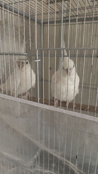 Безшокая Карела белая