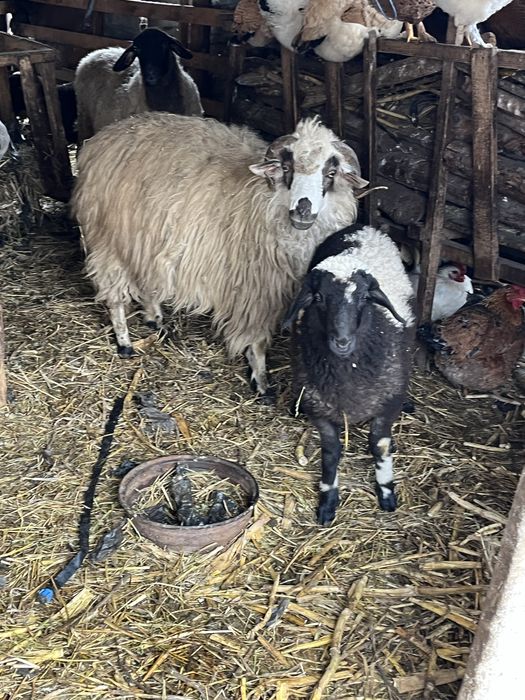 Vând 12 oi 1300 lei