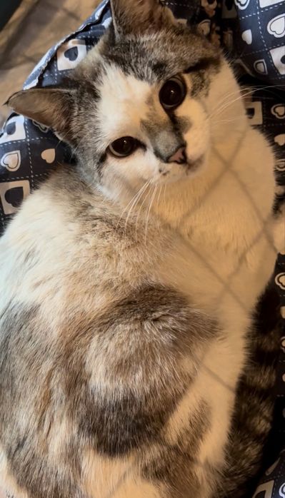 Кот молодой кастрат