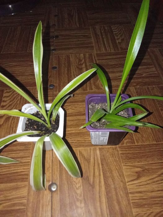 Разные Цветы Домашние.