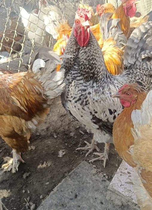 Продам инкубационные яйца