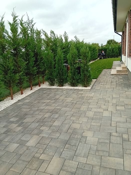 Vând chiparos leylandi diferite dimensiuni