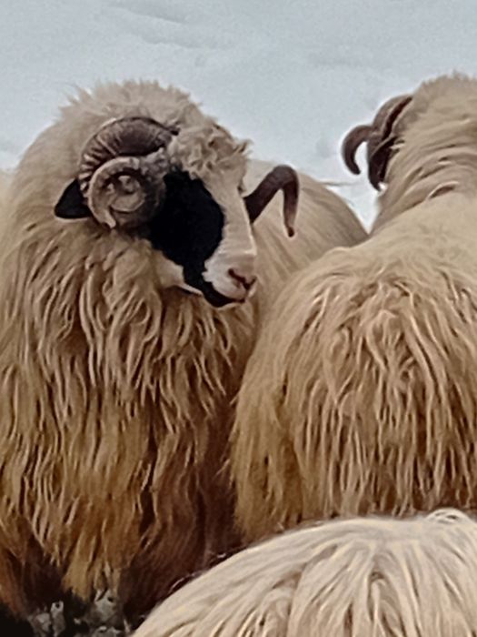 Berbeci brezi stramiori