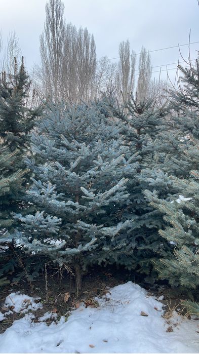 Голубая ель blue deamond, от 1-10 метров