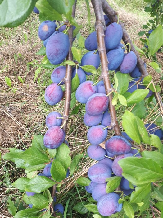 Продава се Сливова овощна градина