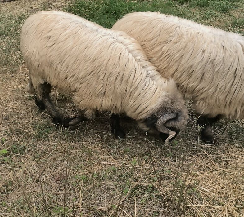 Berbec   bucălău