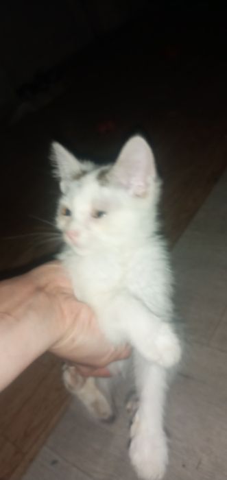 Отдам котёнка 2 месяца