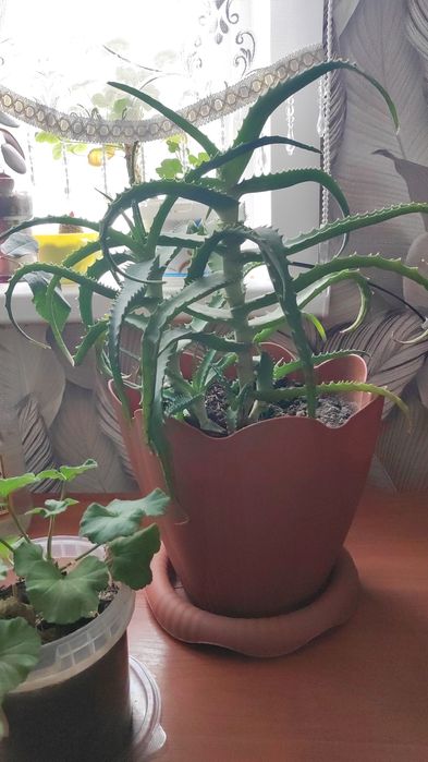 Продам комнатные растения