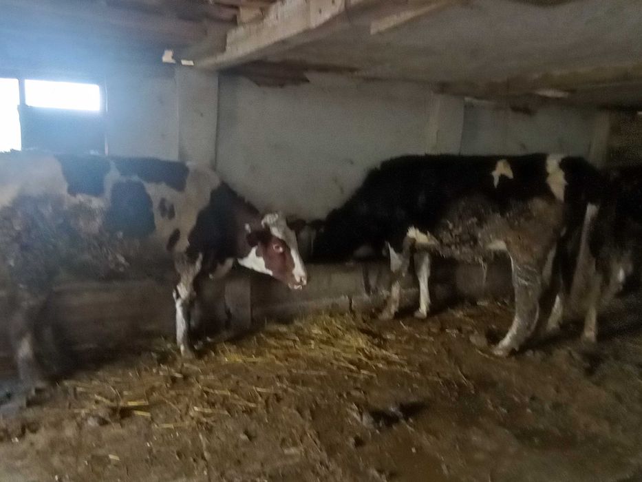 Продавам млади крави бременни