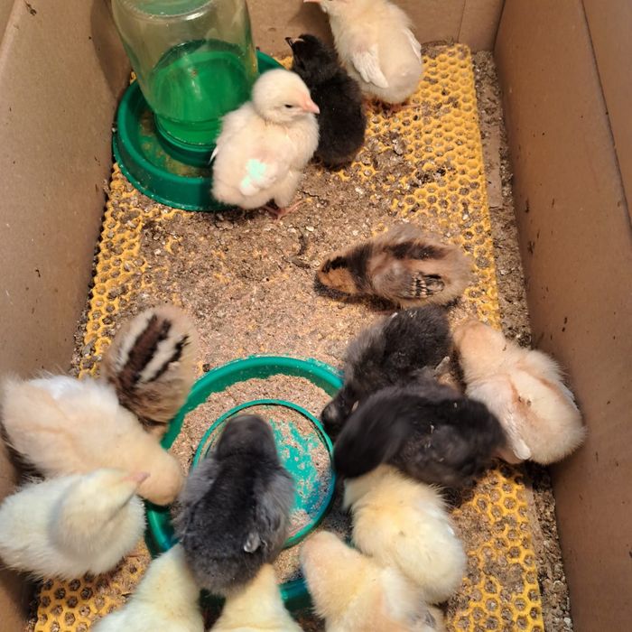 Инкубационное яйцо 180 тенге .