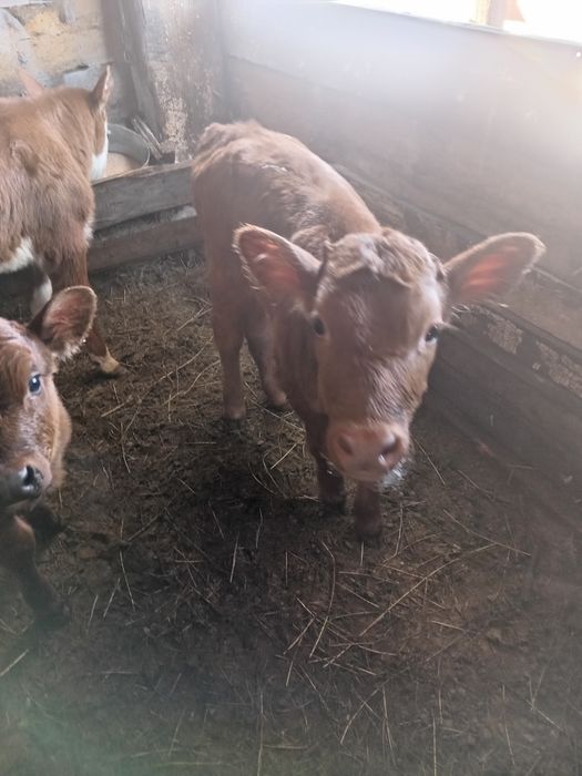 Продам телят телочек