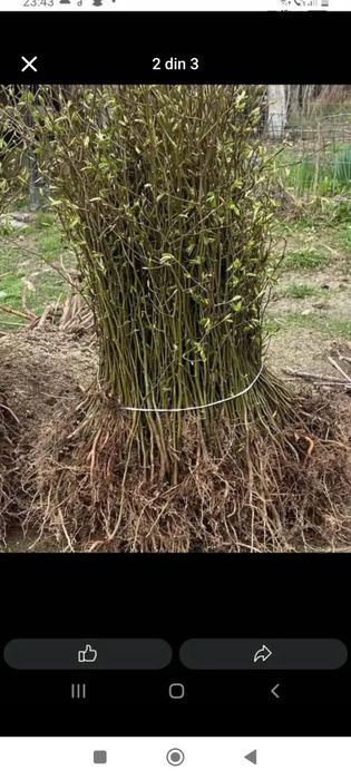 Vând puieți tratați forestieri