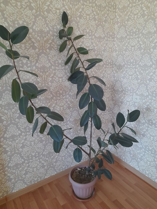 Продам ухоженный Фикус
