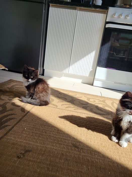 Продам котят красивые игривые