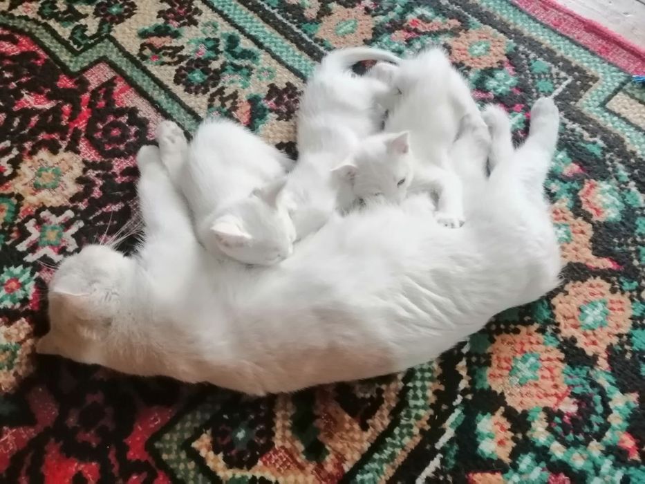 Oppoq mushukchalar sotuvda