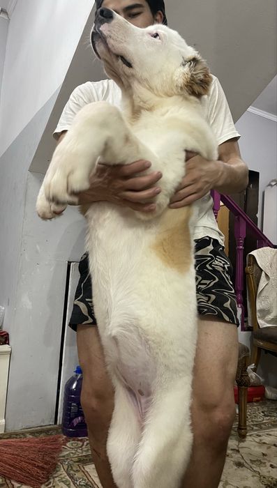 Шикарная малышка алабай