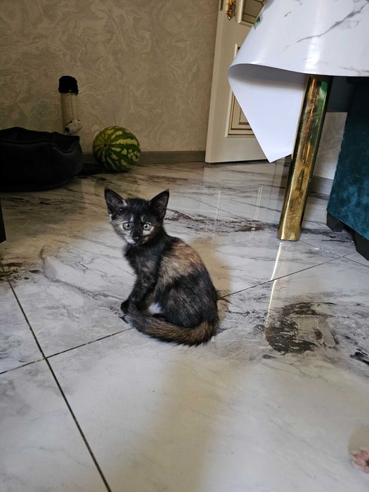 Отдам котят в добрые руки /KICHKINA MUSHUKCHALAR HADYAGA!