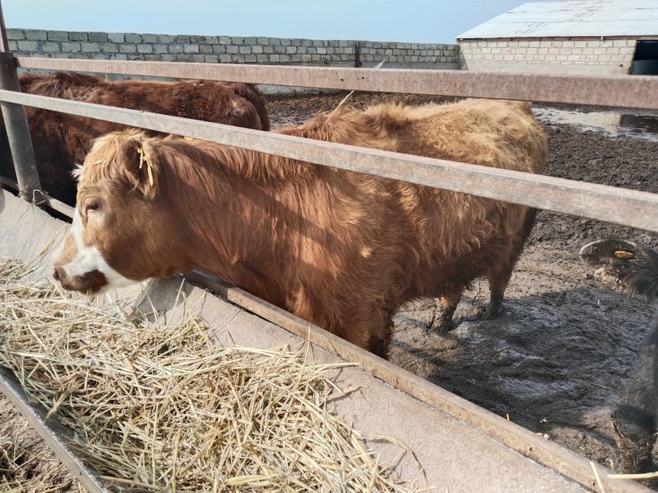 Коровы молодые с телятами