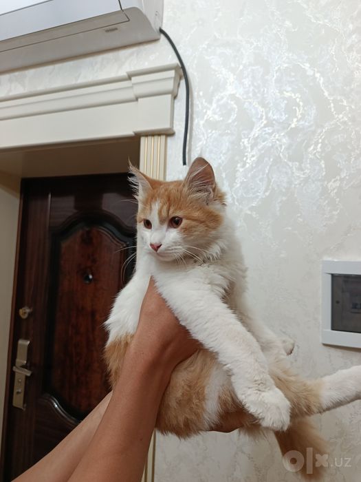 Пародистый кот отдам