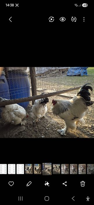 Gaini și cocoși brahma