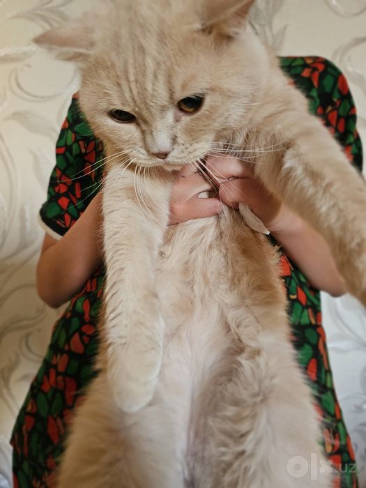 British shorthair