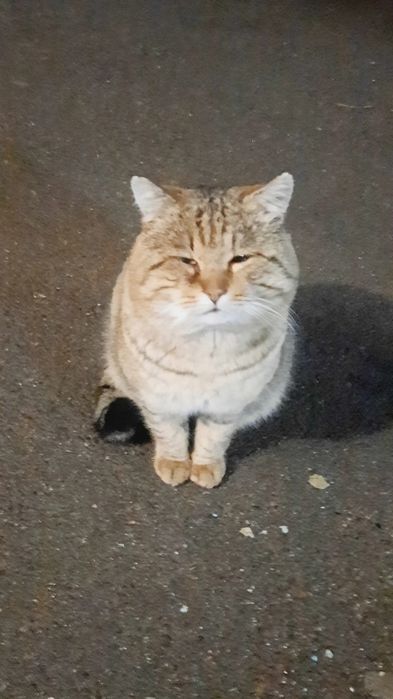 Отдам в добрые руки