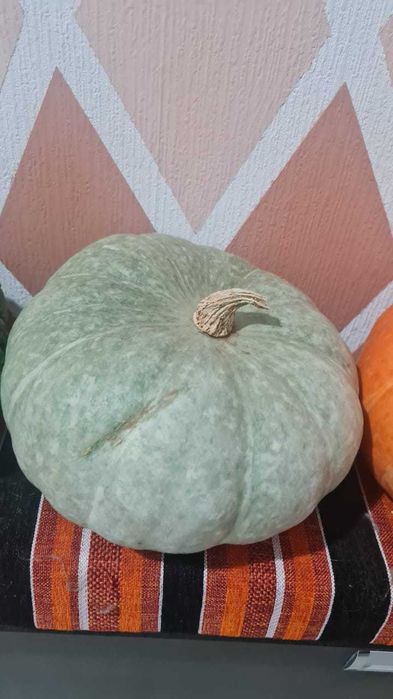 Тыква (для еды )