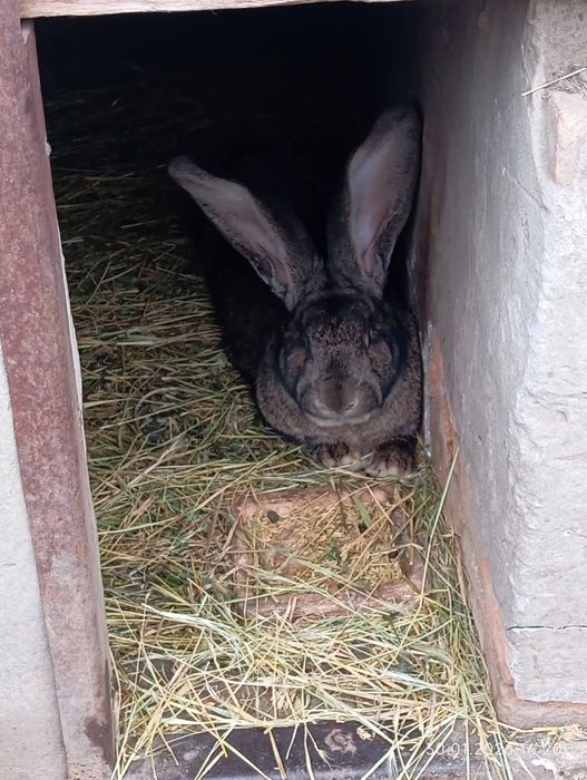 Iepuroi Urias german 8 kg 1 an si 4 luni mai multe detalii in privat