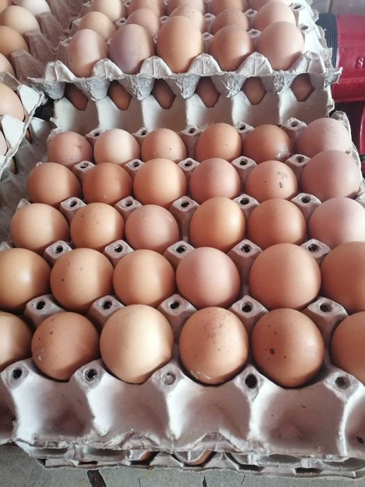 Ouă de casă de vânzare