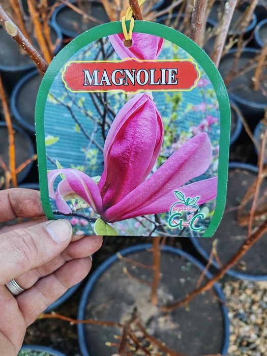 Magnolia la ghiveci nu