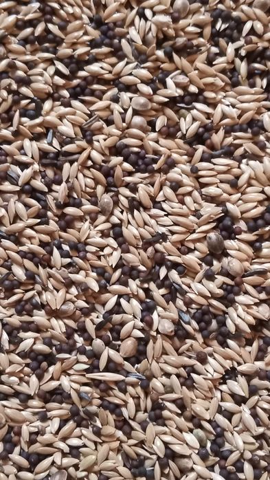 Корм для канареек