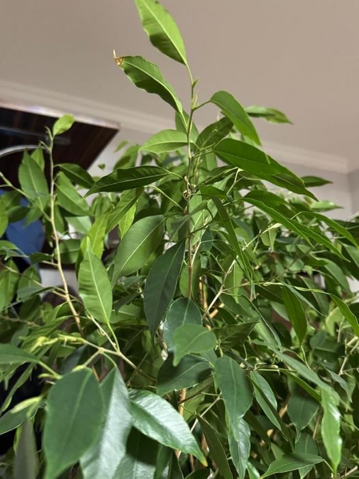 Комнатный цветок